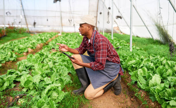 istock Sustainability, growth and tablet with man on farm working in agriculture, environment or research on crop harvest. Technology, innovation and thinking with farmer in greenhouse for field development 1436048236