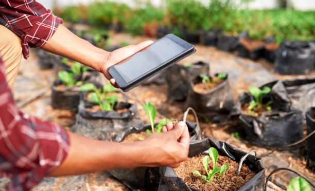 Ecology, soil and agriculture, hands with tablet for environment research on plants and gardening. Man farmer on farm, greenhouse or green sustainability, fresh harvest and organic, nature and earth. stock photo