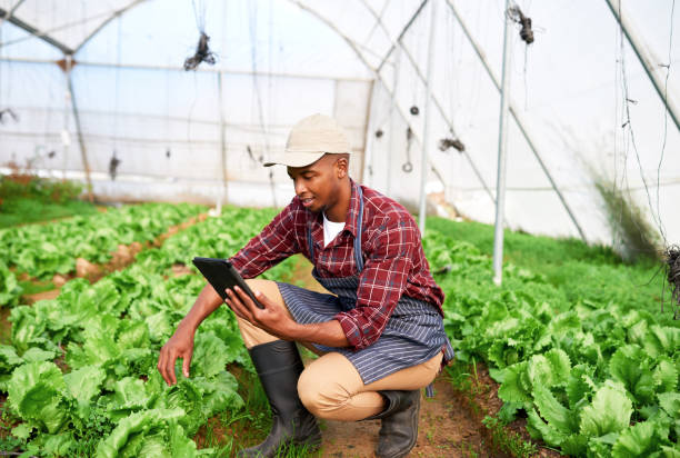 istock Farming, digital tablet and black man using agriculture app for sustainable growth and quality development of green plant crops. Male greenhouse environmental scientist use technology for innovation 1436048240