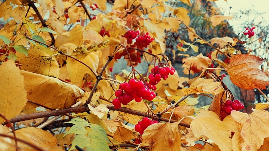 Autumn scenery -  rowanberry and yellowed leaves