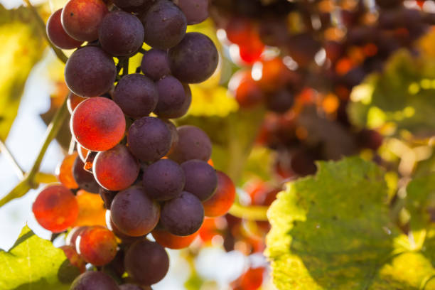 istock Cluster of pink grapes on a vine backlit, close-up 1436049754