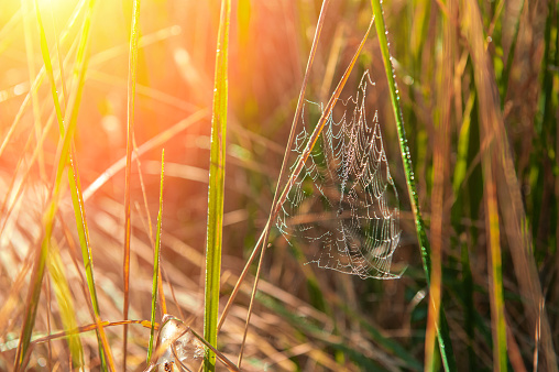 Dry grass entwined with cobwebs in the sunlight on a meadow. Autumn season, October. Web template for design.
