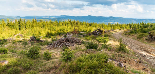 Springtime Moravskoslezske Beskydy mountains from trail bellow Travny hill in Czech republic Beautiful scenery of wpringtime Moravskoslezske Beskydy mountains from trail bellow Travny hill in Czech republic moravian silesian beskids photos stock pictures, royalty-free photos & images