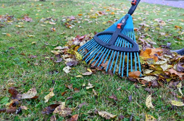 istock raking fallen leaves in back garden october 22 2022 1436051101