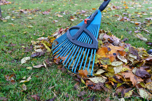 istock raking fallen leaves in back garden october 22 2022 1436051102