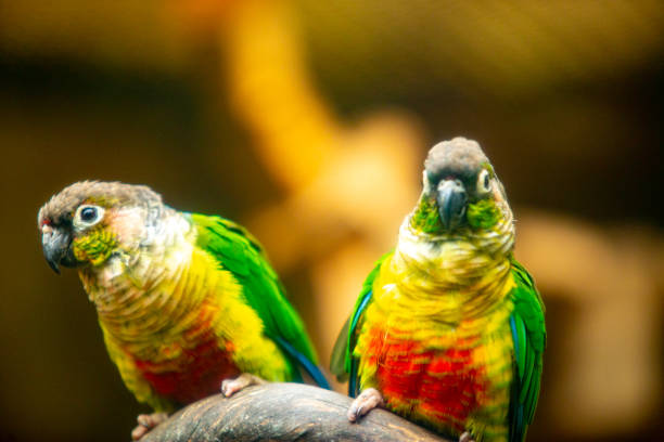 istock beautiful love bird with colourful feather 1436053331