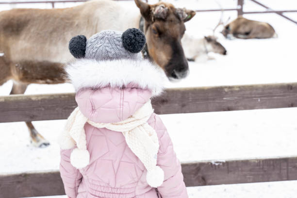 a child looks at a reindeer without antlers in winter