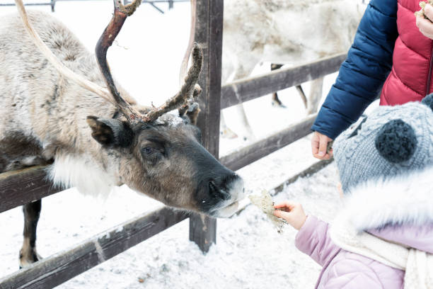 istock child feeds moss reindeer in winter 1436054717