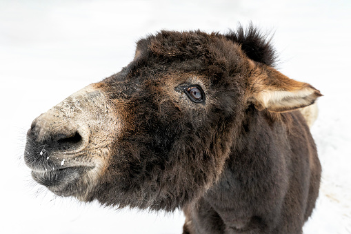 wide-angle close-up portrait of a cute donkey on a winter day