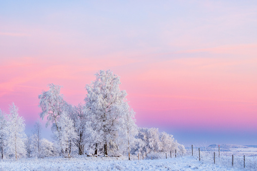 winter trees with frost, wery cold day, snow-covered landscape, only snow and trees, snowy winter road, Christmas card, \nholiday card, a single tree in an empty field, One bare tree on horizon over snowy field