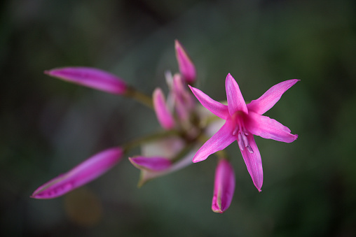 Guernsey Lily (Nerine Bowdenii) on Blurred Background