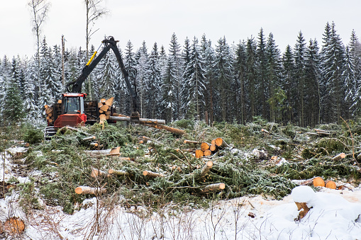 Working forwarder with logs hanging in the crane in the winter