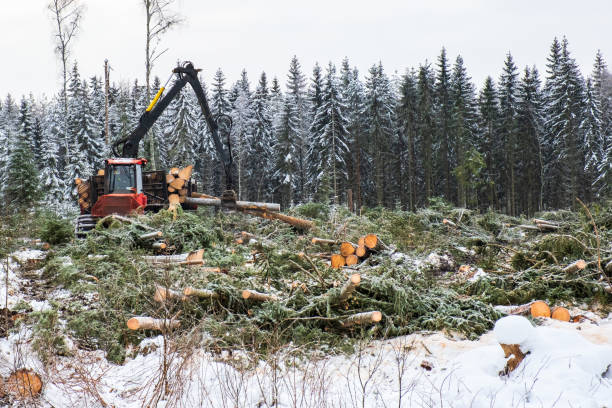 working forwarder with logs hanging in the crane in the winter - logging road imagens e fotografias de stock