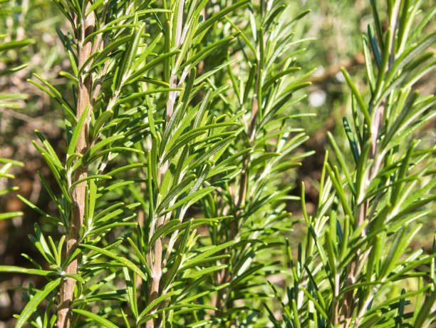 istock Rosemary plant, close-up, partial view, selective focus, blur effect 1436056891