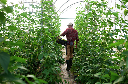 Harvest, farm and farmer working with food in a natural agriculture environment on a greenhouse farm. Back of a black man with a small business farming vegetables, plants and ecology in a garden