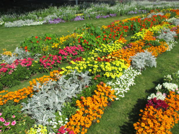istock Spring flower bed with beautiful colorful flowers 1436057731