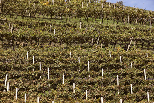 Vineyard terraces in South Tyrol