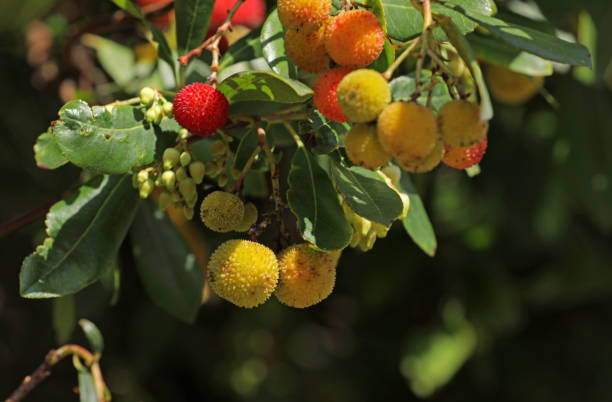 istock Strawberry tree in autumn in Italy 1436059928