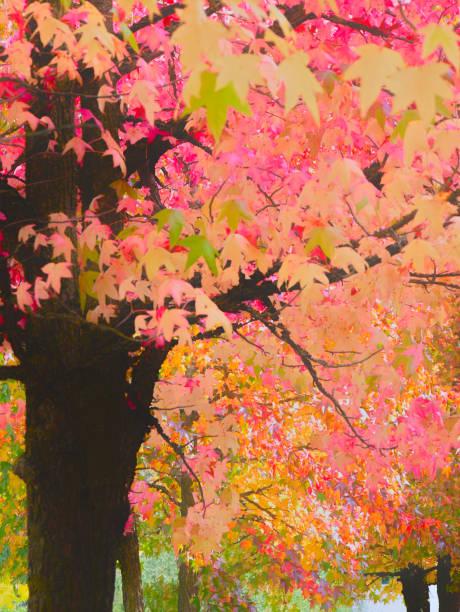 Autumn scene of a liquidambar and its multi-colored leaves.