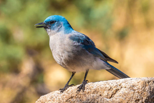 istock A Mexican Jay in Tucson, Arizona 1436064062