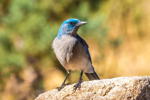 istock A Mexican Jay in Tucson, Arizona 1436064070