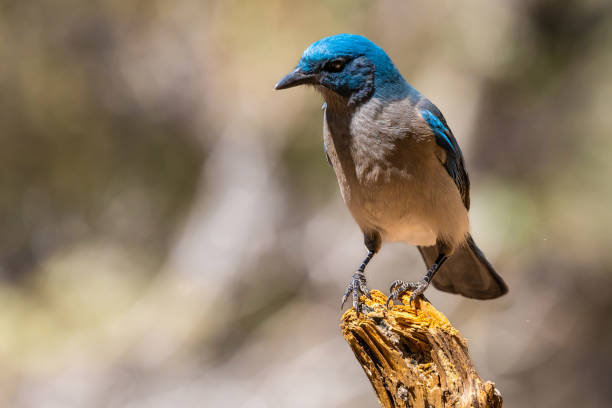 istock A Mexican Jay in Tucson, Arizona 1436064114