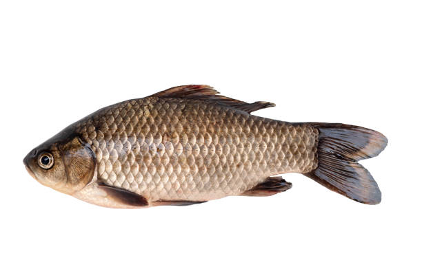 istock Big live carp isolated on white background. 1436064995