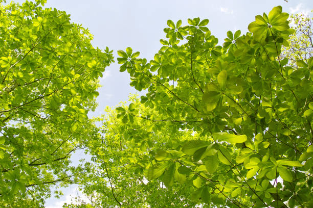 istock Japanese whitebark magnolia 1436067082