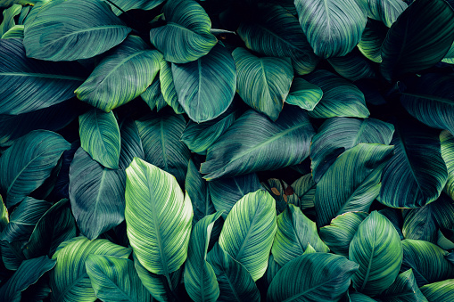 closeup nature view of green leaf background. Flat lay, dark nature concept, tropical leaf