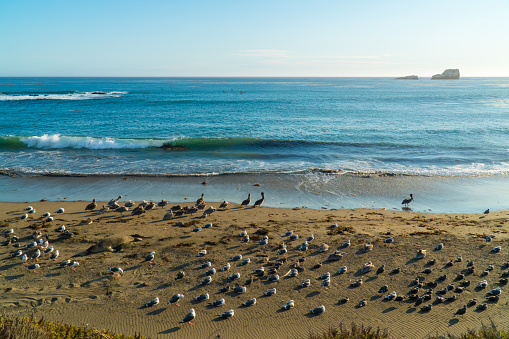 Pelicans and seagulls on the shore at Elephant Seal Vista Point near San Simeon, California, USA