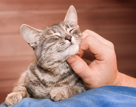 male hands stroking a domestic cat