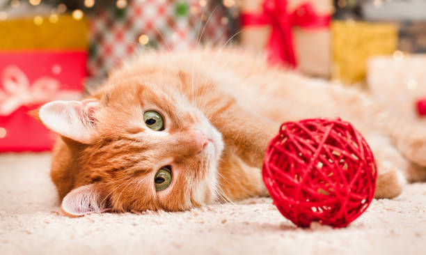 istock ginger cat lies on the carpet 1436070599
