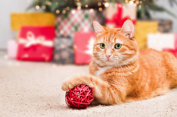 istock ginger cat holding a paw Christmas ornament 1436070615
