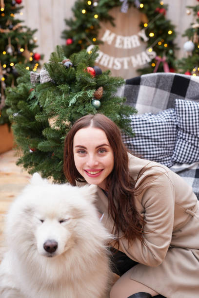 young woman on background of christmas tree with white samoyed dog outdoors. yard decoration for new year - 3494 imagens e fotografias de stock