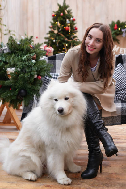 young woman on background of christmas tree with white samoyed dog outdoors. yard decoration for new year - 3498 imagens e fotografias de stock