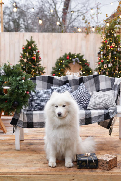 świąteczny pies. wystrój tła zewnętrznego. świętowanie nowego roku i bożego narodzenia. ferie zimowe - 3503 zdjęcia i obrazy z banku zdjęć