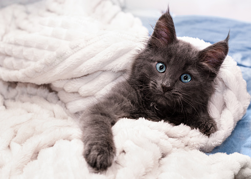 cute dark gray kitten lies under a white blanket