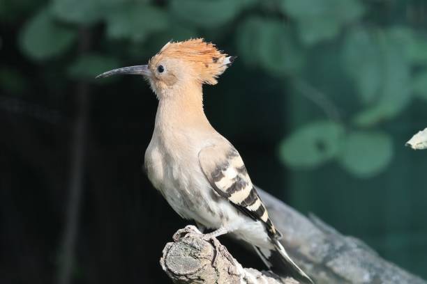 istock Nice hoopoe bird detail 1436072140