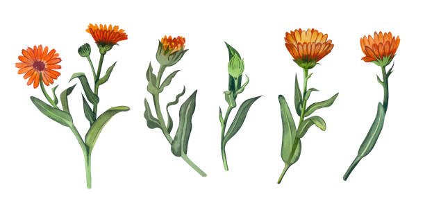 Hand-painted watercolor calendula flowers in bright orange on a white background. Suitable for label design, natural cosmetics, aromatherapy, invitations. Hand-painted watercolor calendula flowers are bright orange with green foliage, isolated on a white background. Suitable for label design, natural cosmetics, aromatherapy, invitations. pot marigold stock illustrations