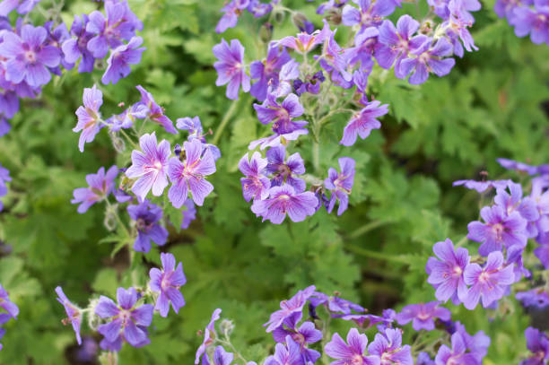 istock Cranesbill, Geranium Rozanne in bloom closeup, backgrounds 1436072235