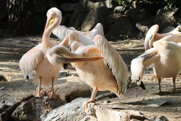 istock Small colony of pelicans 1436072275