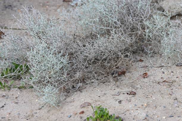 istock Australien leucophyt silver shrub 1436072317