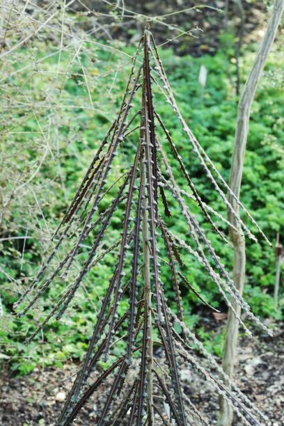 istock Rare New zealand tree Ferox 1436072596
