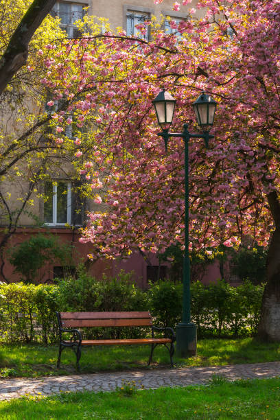 park in cherry blossom stock photo