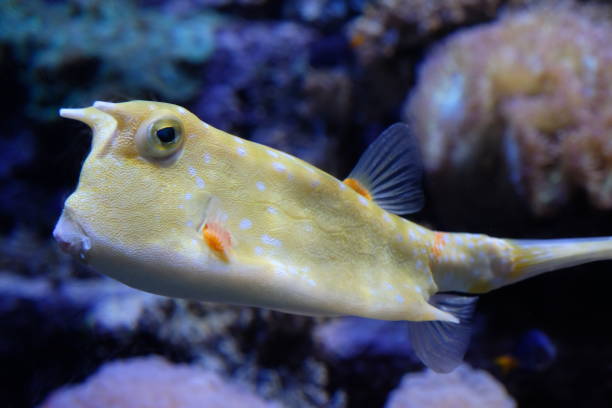 Underwater coral reef in red sea