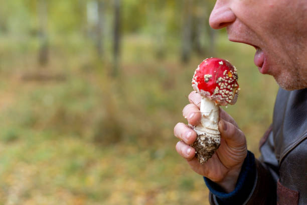 한 남자가 숲에서 유독 한 버섯 amanita muscaria를 먹을 것입니다. 클로즈업. 식량 위기 - mushroom fly agaric mushroom photograph toadstool 뉴스 사진 이미지