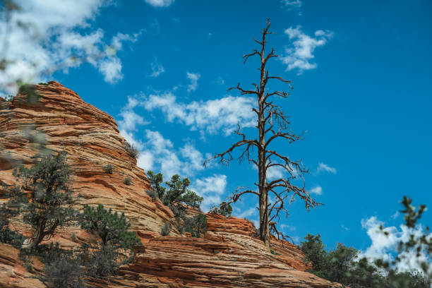 istock Parc National de Zion 1436076266