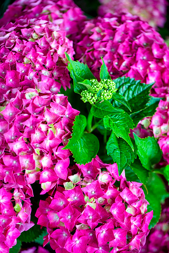 istock Pink hydrangea plant in the garden 1436076476