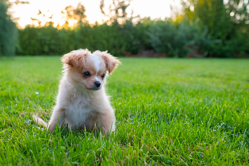 Small cute Chihuahua puppy playing outdoors at sunset. Long-haired pet miniature dog with brown hair. Adorable little friend. Companion friendly dog. Playful funny purebred canine.
