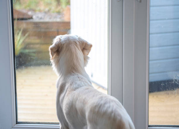 joven perro golden retriever mirando por las ventanas del patio en un día lluvioso - golden retriever dog retriever waiting fotografías e imágenes de stock
